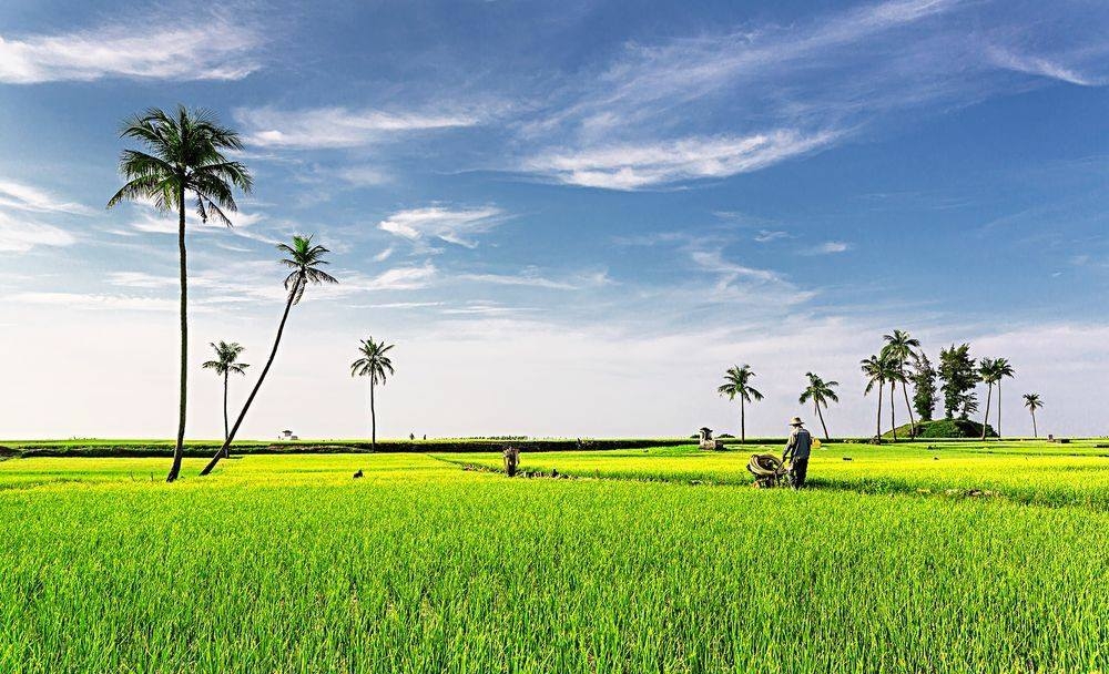 Cánh Đồng Tỏi Lý Sơn