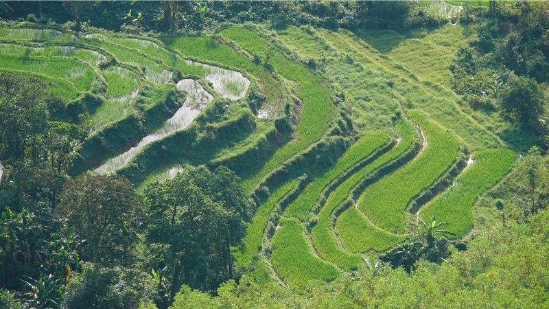 Cao nguyên Bùi Hui với rừng hoa sim tình tứ nơi xứ Quảng 3