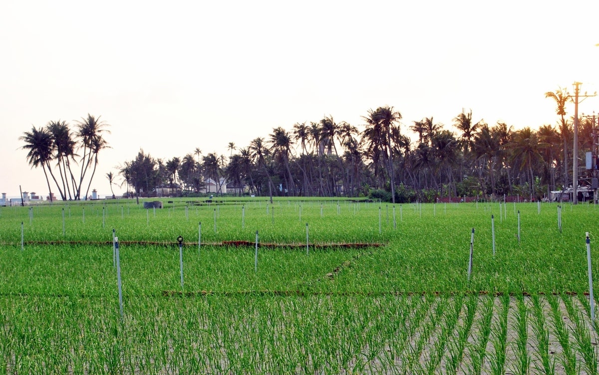 cánh đồng tỏi Lý Sơn