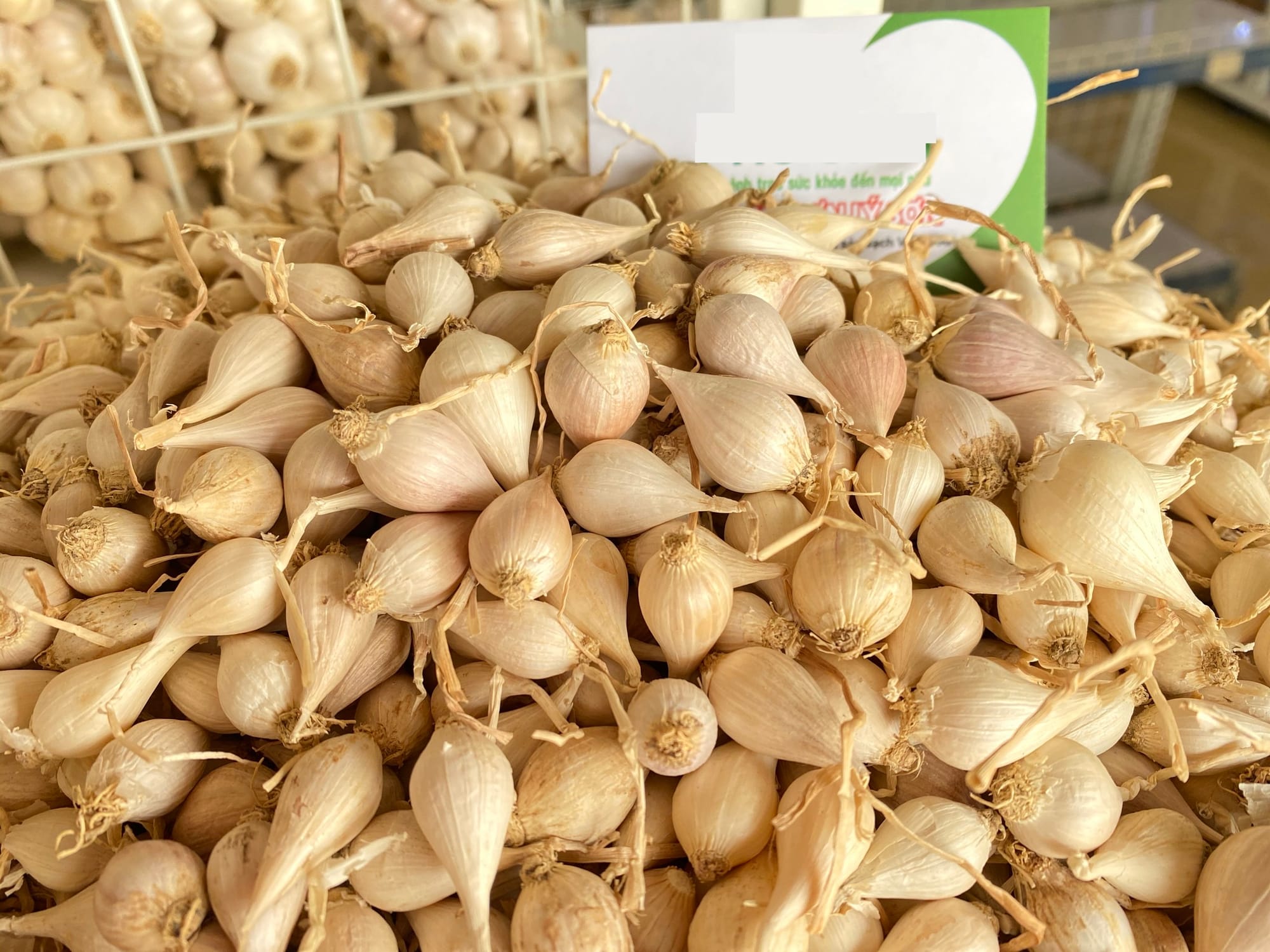 tỏi Lý Sơn