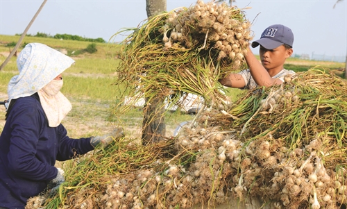 cánh đồng tỏi Lý Sơn 3