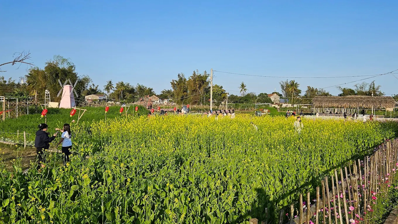 Màu vàng rực rỡ của cải hoa xen lẫn cùng các tiểu cảnh gỗ và đèn lồng đỏ, tạo nên không gian sống động, đậm chất miền quê.